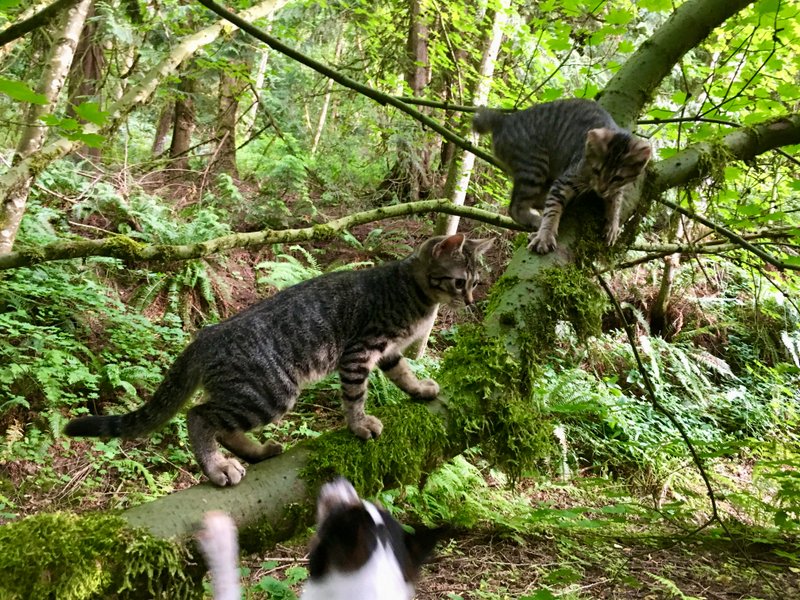 Lupe’s Story: Honoring Her Life and the Cats Who Came Before