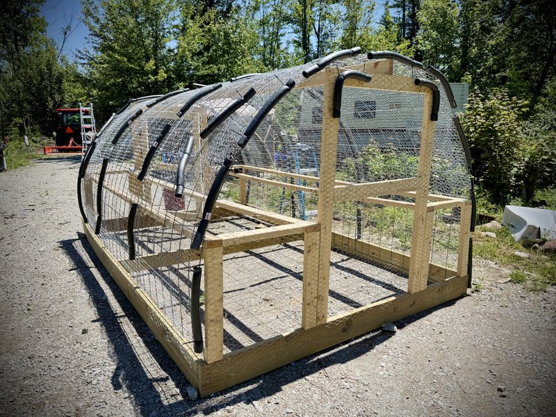 Raising Chickens Again in Cornell Michigan