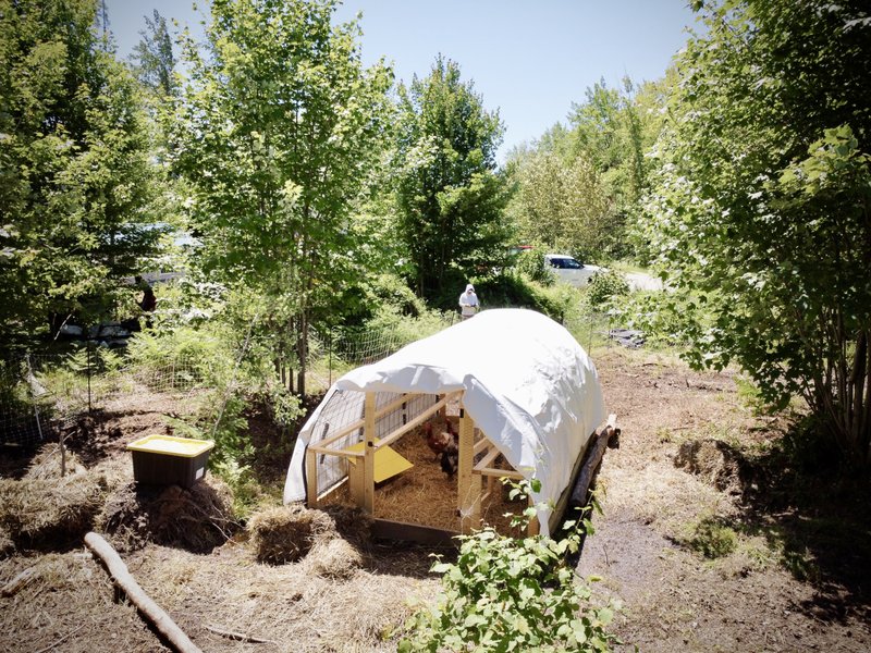 Raising Chickens Again in Cornell Michigan