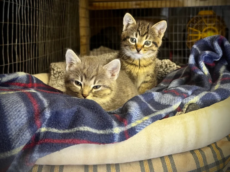 Kittens Growing Up Fast in a Small Space