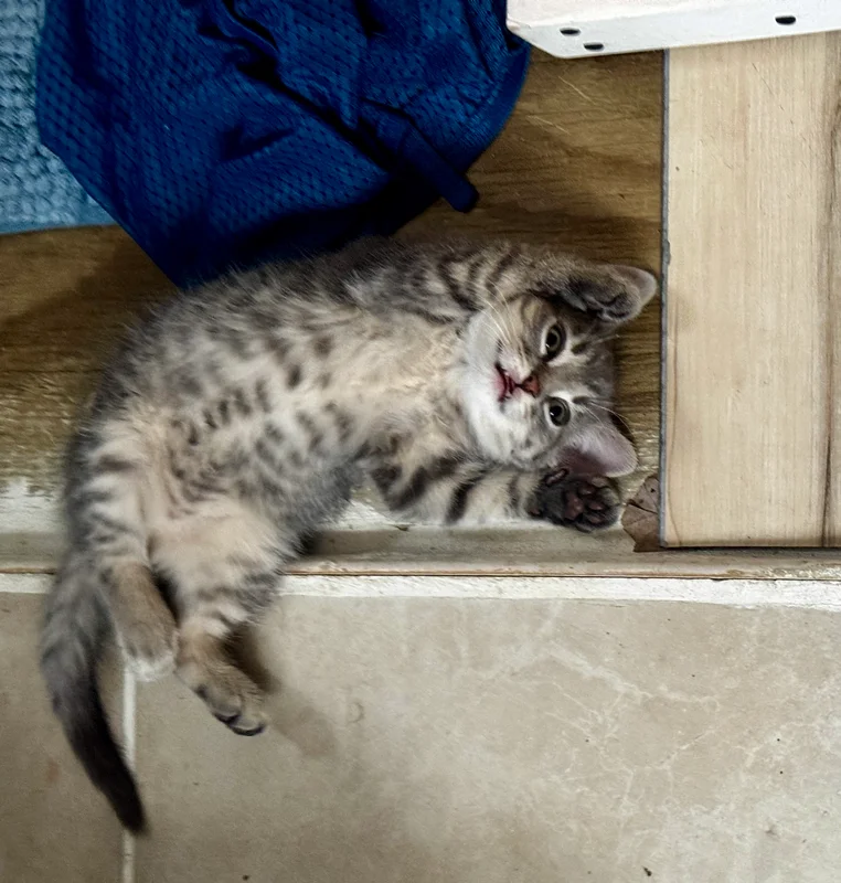 Kittens Growing Up Fast in a Small Space