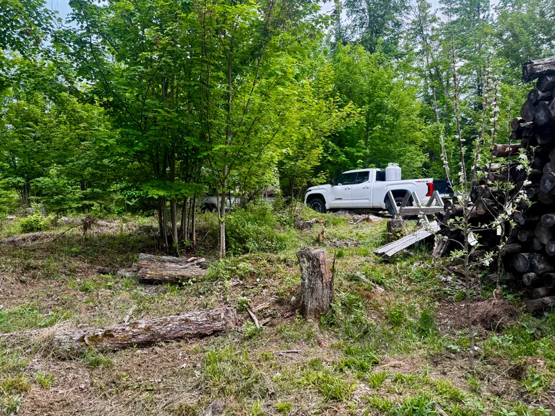 First Trees Make the Place Feel Like Home