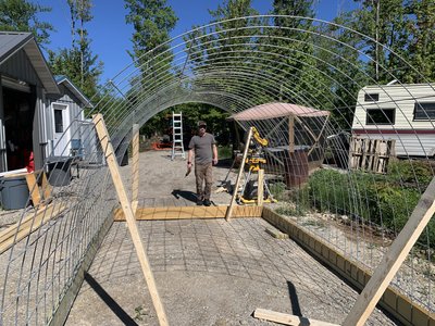 Raising Chickens Again in Cornell Michigan