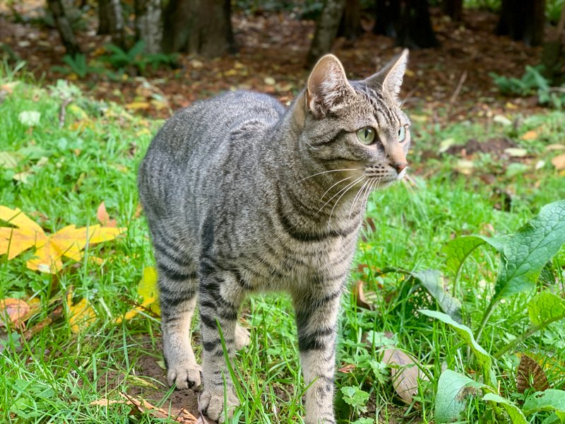 Lupe’s Story: Honoring Her Life and the Cats Who Came Before