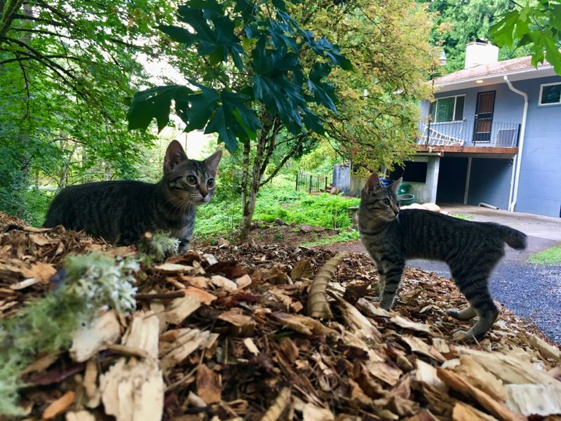 Lupe’s Story: Honoring Her Life and the Cats Who Came Before