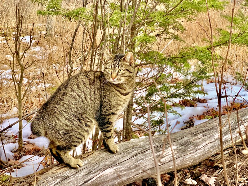 Lupe’s Story: Honoring Her Life and the Cats Who Came Before